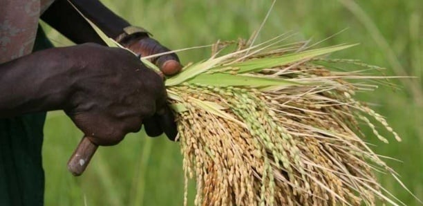 Riz de la Vallée : 80% de la production détruite, les coupables désignés