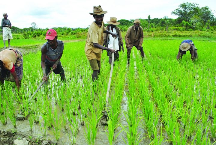 Sénégal : le FIDA allouera 30 millions $ au profit du secteur agricole