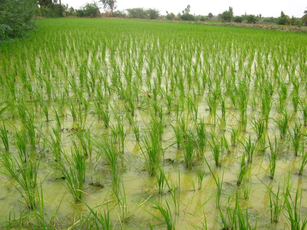 Matam : la SAED va exploiter 4.000 hectares durant la nouvelle saison de production de riz, plus que le double de la précédente