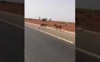 Autoroute à péage : Un automobiliste filme des ânes qui traversent