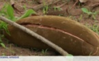 Le succès des fruits du baobab