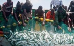 ACTE CONTRE-NATURE SUR UN FUGUEUR DE 15 ANS A PIKINE: Un mareyeur très actif et connu au marché central au poisson démasqué puis arrêté