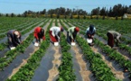 CAMPAGNE AGRICOLE DANS LE BASSIN ARACHIDIER: Le Forum civil dénonce le clientélisme dans la mise à disposition des intrants et interpelle le prochain gouvernement