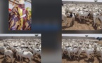 Fête de tabaski : L'imam de Médina Baye mobilise 2 500 moutons pour les démunis