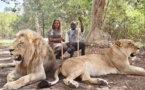 VACANCES GOUVERNEMENTALES : Quand Aly Ngouille Ndiaye décompresse avec des lions...