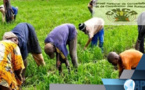 2ème EDITION DU CAMP CLIMAT AU SENEGAL : Le Cncr et ses collaborateurs boudent les autorités et misent directement sur les citoyens