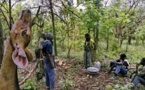 MASSACRE DE BOFFA : Les 15 mis en cause transférés à Ziguinchor