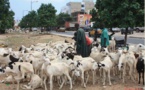 SÉRIE DE VOLS DE BÉTAIL ET ESCROQUERIE A PIKINE: Le recherché voleur des moutons de race tombe à la Seras