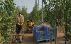 L’ESPAGNE PROPOSE UNE REGULARISATION «SAISONNIERE» AUX IMMIGRES SENEGALAIS SANS GARANTIE : Le président des Sénégalais sonne l’alerte et raconte le calvaire de ses pairs