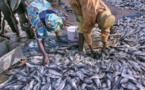 Sénégal : « 57 licences de pêche octroyées à des navires étrangers qui opèrent en toute impunité » (Gaipes)