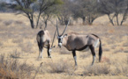 Scandale:Six gazelles oryx convoyées à Dakar pour "décorer" la réserve privée du ministre de l'Environnement Abdou Karim Sall