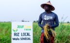 Thione NIANG dans ses champs de Riz avec son équipe au nord du Senegal-JeufZone Walo