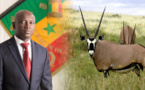 ALY NGOUILLE NDIAYE, LES TROIS GAZELLES ORYX ET L’AVAL D’ABDOU KARIM SALL