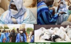 Tabaski 2020 : Le khalife des Bayes Fall offre 600 moutons à Serigne Mountakha…