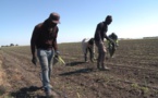 Calvaire dans les champs en Italie: Quand des sénégalais réduisent des compatriotes en «esclavage»