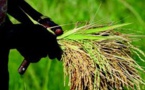 CAMPAGNE AGRICOLE 2019-2020 La production de riz tombe de 1.206.587 tonnes en 2018-2019 à 1.155.730 tonnes pour cette campagne