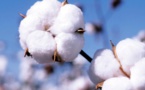 EN LETHARGIE DEPUIS TRES LONGTEMPS Des chercheurs agricoles veulent concevoir de nouvelles variétés de coton pour relancer la filière