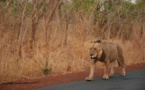 Le lion sur l’axe Bembou-Massa à Kédougou