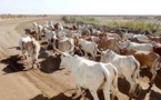 7ème ÉDITION DE LA JOURNÉE NATIONALE DE L’ÉLEVAGE  Macky Sall promet de corser encore la répression du vol de bétail