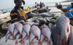 300 machines de travail offertes à des mareyeuses