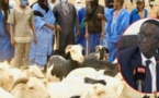 Parcelles: Les moutons d’Amadou Ba attendus