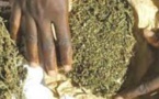 OFFRE OU CESSION DE DROGUE : Le taximan qui voulait convoyer 1,5 kg de yamba pour le Magal de Touba condamné à 2 ans de prison ferme